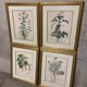 Lot of Paintings Botanical Engravings Old Vintage Herbariums
