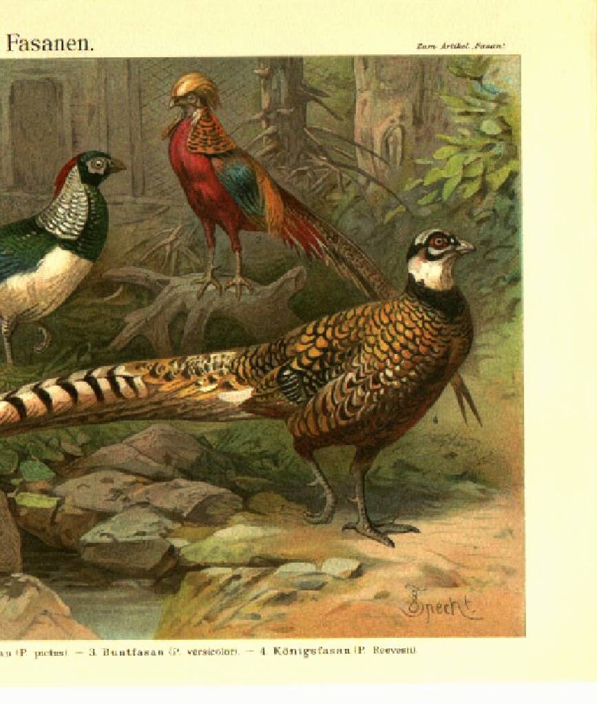 Old engraving from 1904 - Pheasants & Gallinaceous birds. Plate of wild birds.