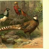 Old engraving from 1904 - Pheasants & Gallinaceous birds. Plate of wild birds.