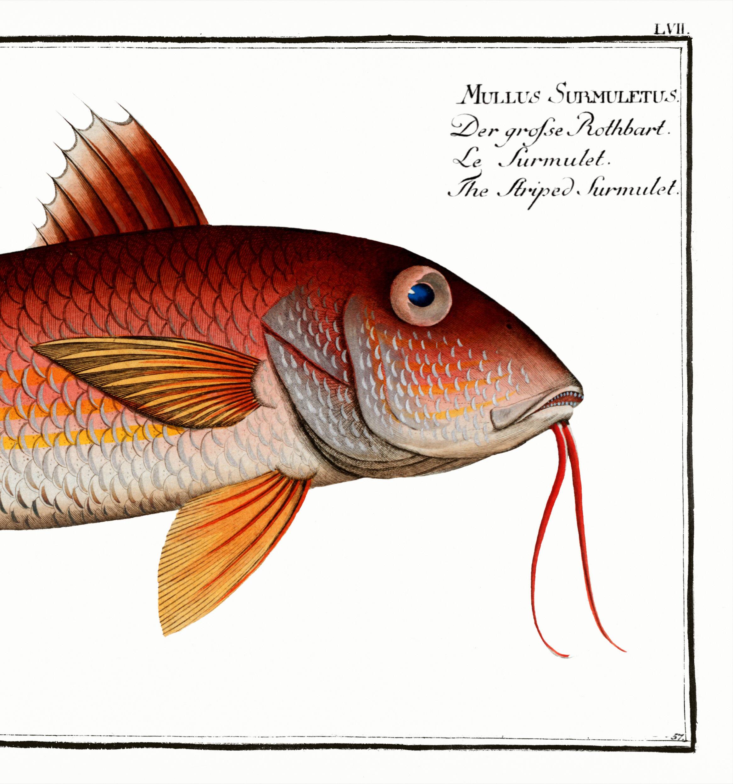 Poster about the red mullet, based on an old engraving from 1746.