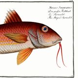 Poster about the red mullet, based on an old engraving from 1746.