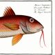 Poster about the red mullet, based on an old engraving from 1746.
