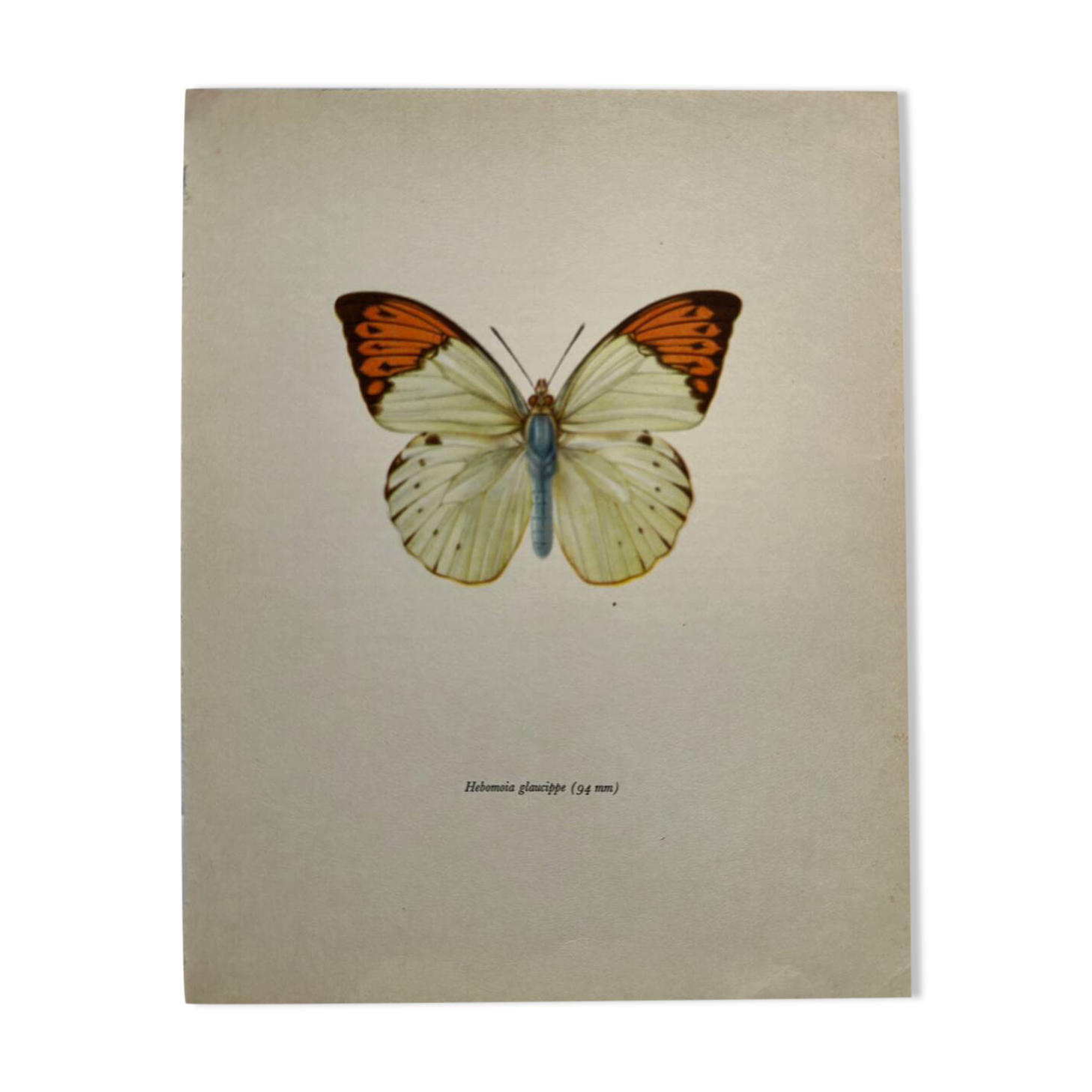 Old butterfly engraving botanical poster zoo litho decor