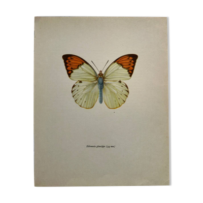 Gravure papillon ancienne Affiche botanique zoo litho déco