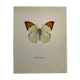 Old butterfly engraving botanical poster zoo litho decor