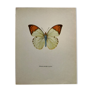 Gravure papillon ancienne Affiche botanique zoo litho déco