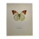Old butterfly engraving botanical poster zoo litho decor
