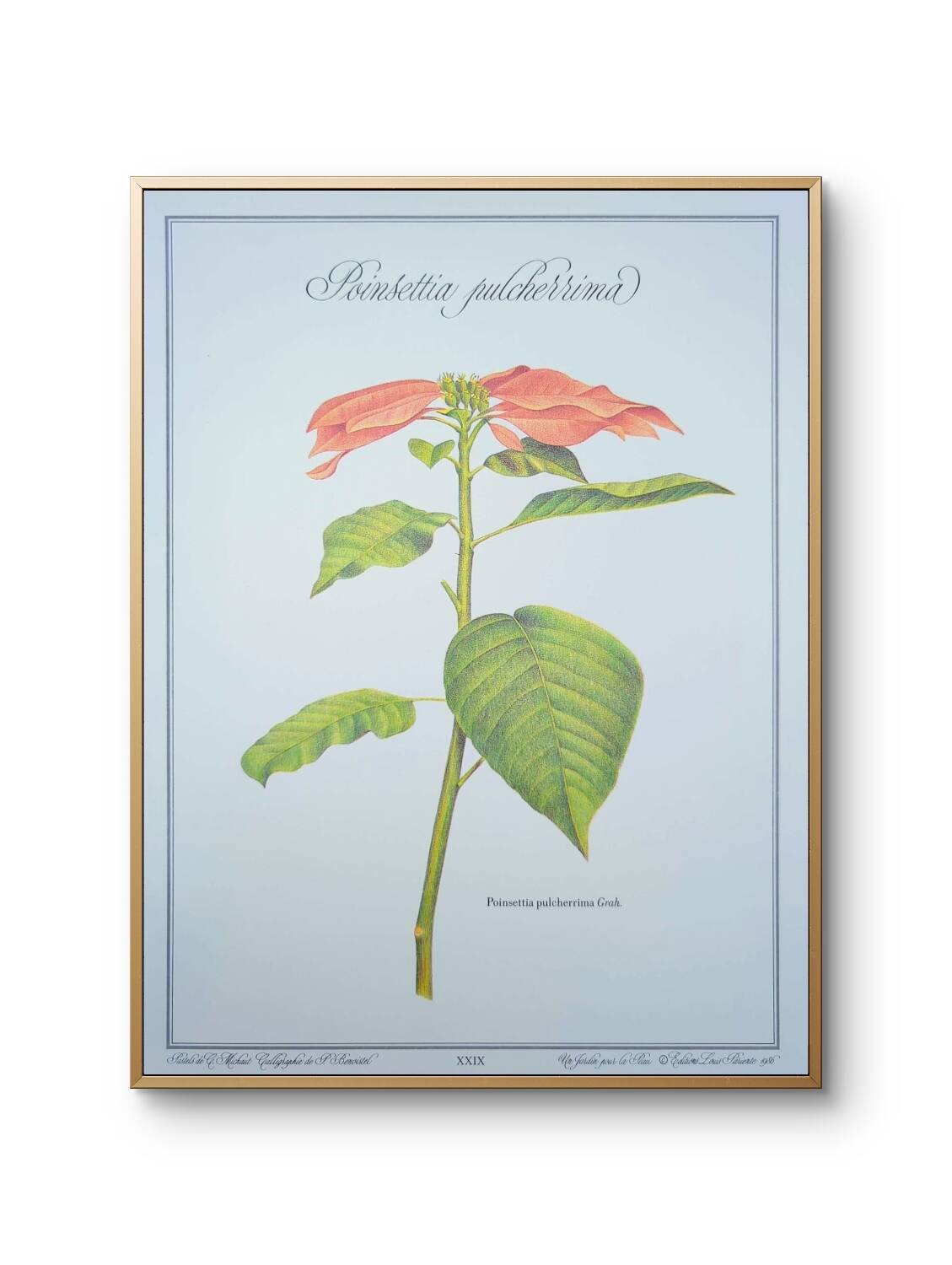 Printed in 1986, the Christmas star. Vintage botanical print.