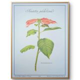 Printed in 1986, the Christmas star. Vintage botanical print.