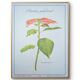 Printed in 1986, the Christmas star. Vintage botanical print.