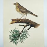 Old bird plate from the 1960s - Tree Pipit - Zoological and ornithological illustration