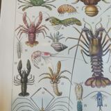 Lithograph on crustaceans from 1928