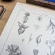 Printed in 1889, the Gentianaceae. Old botanical plate.