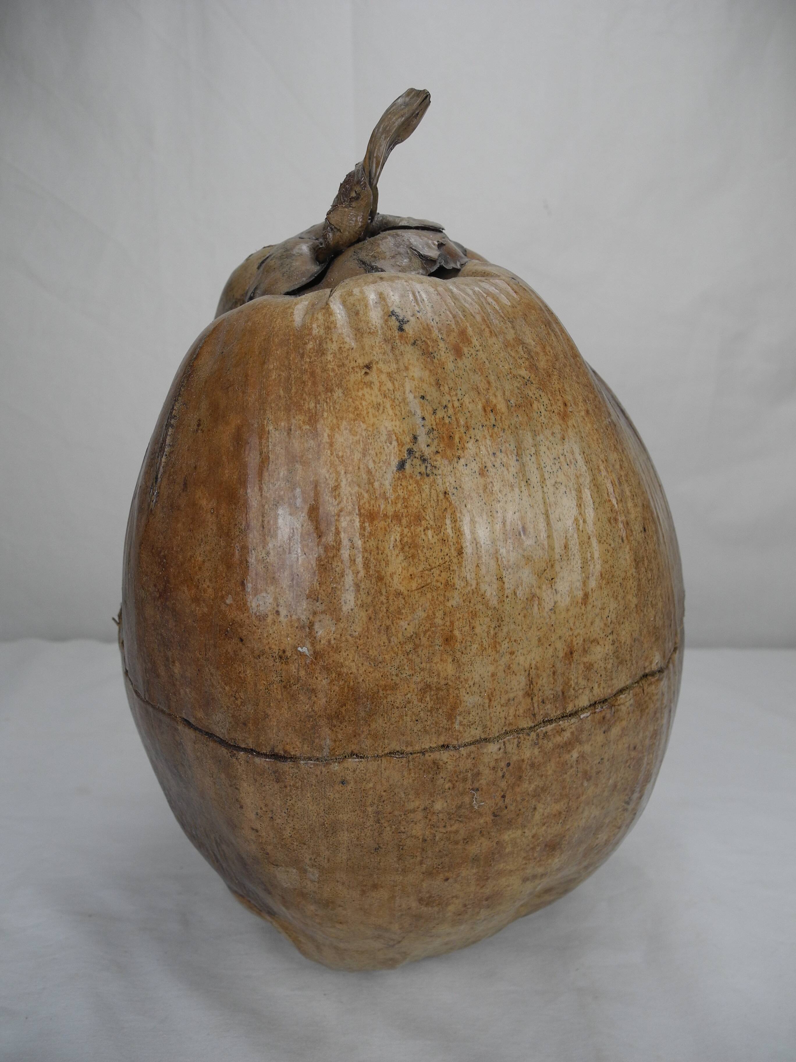 Old vintage decorative coconut ice cube bucket