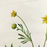 Gravure botanique ancienne de 1829 - Renoncule dorée- Par Poiteau. Fleur