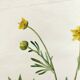 Antique botanical engraving from 1829 - Golden buttercup - By Poiteau. Flower