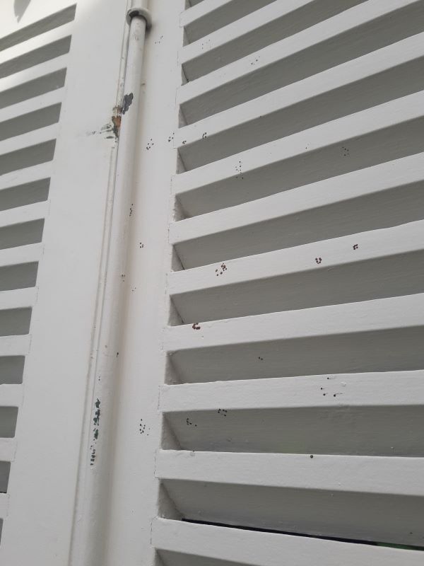 Arched shutters oak louvers H226xW277 4 leaves