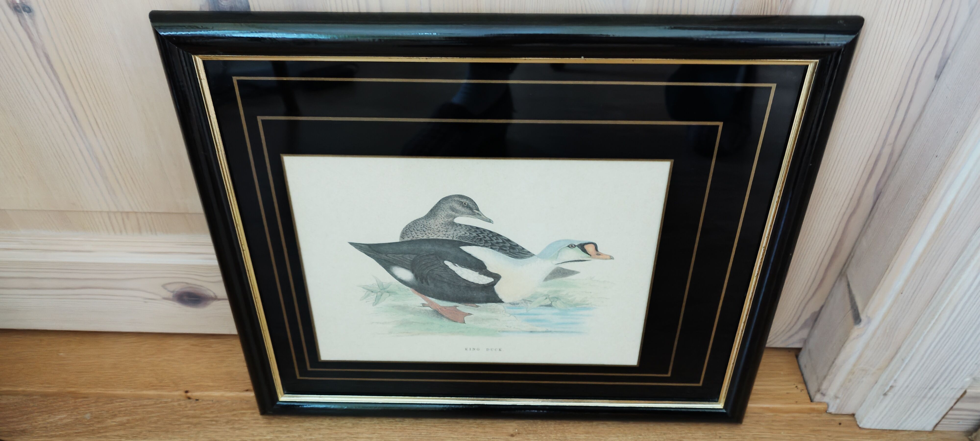 Royal duck engraving