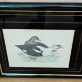 Gravure canard royal
