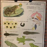 Poster The Frog and The Perch