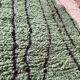 Wool rug 250/250cm