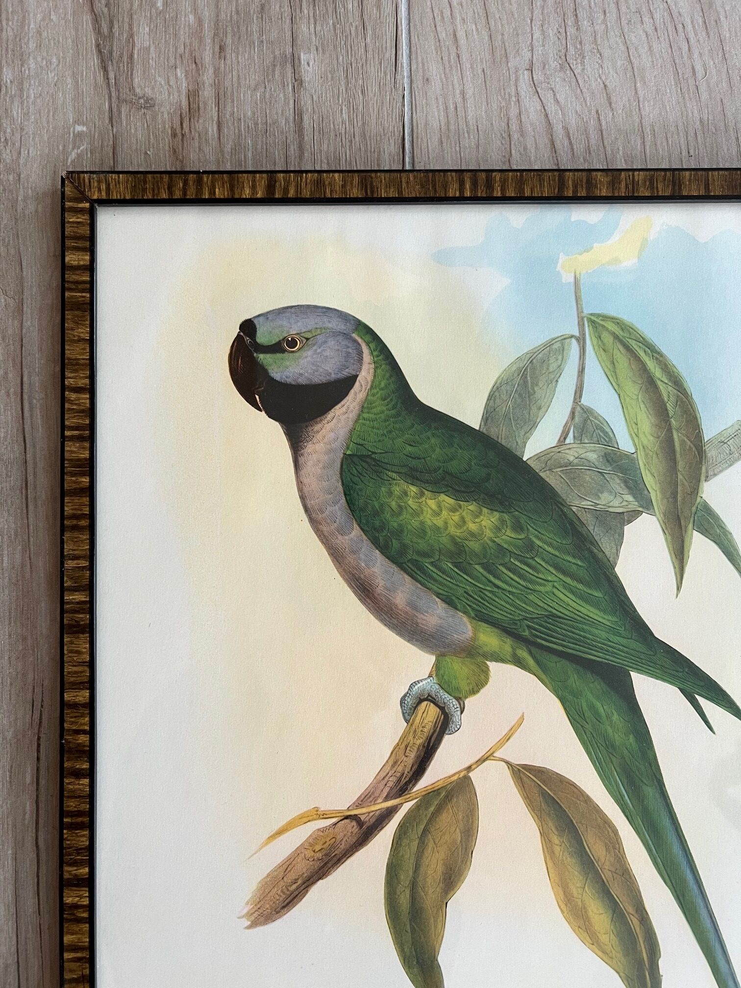 Gravure oiseau encadrée