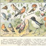 Lithograph plate of birds 1900