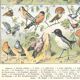 Planche lithographie les oiseaux 1900