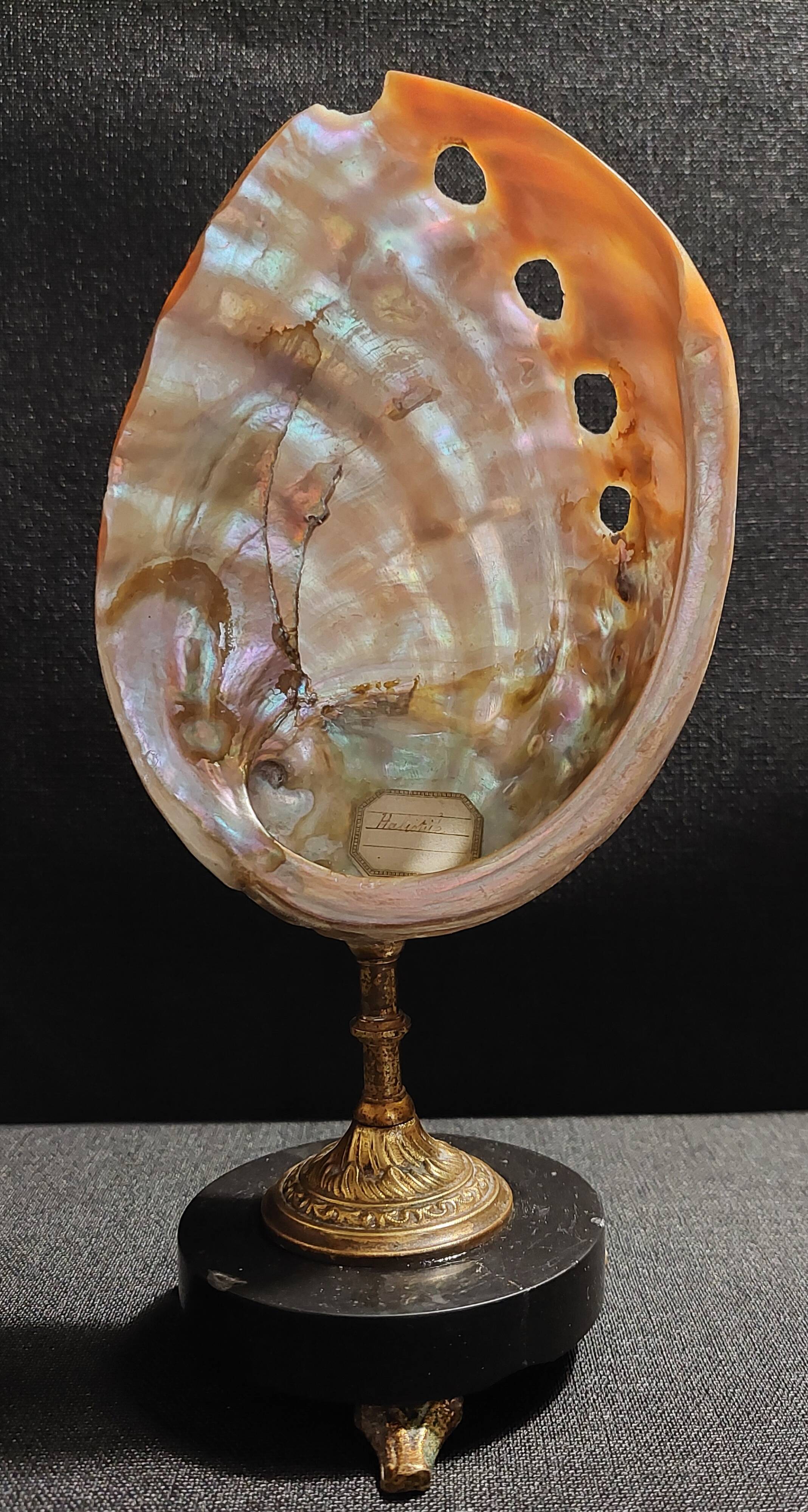 Cabinet of Curiosities haliotis rufescens shell on base