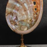 Cabinet of Curiosities haliotis rufescens shell on base