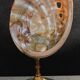 Cabinet of Curiosities haliotis rufescens shell on base