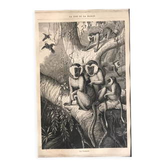 Gravure vintage originale singe