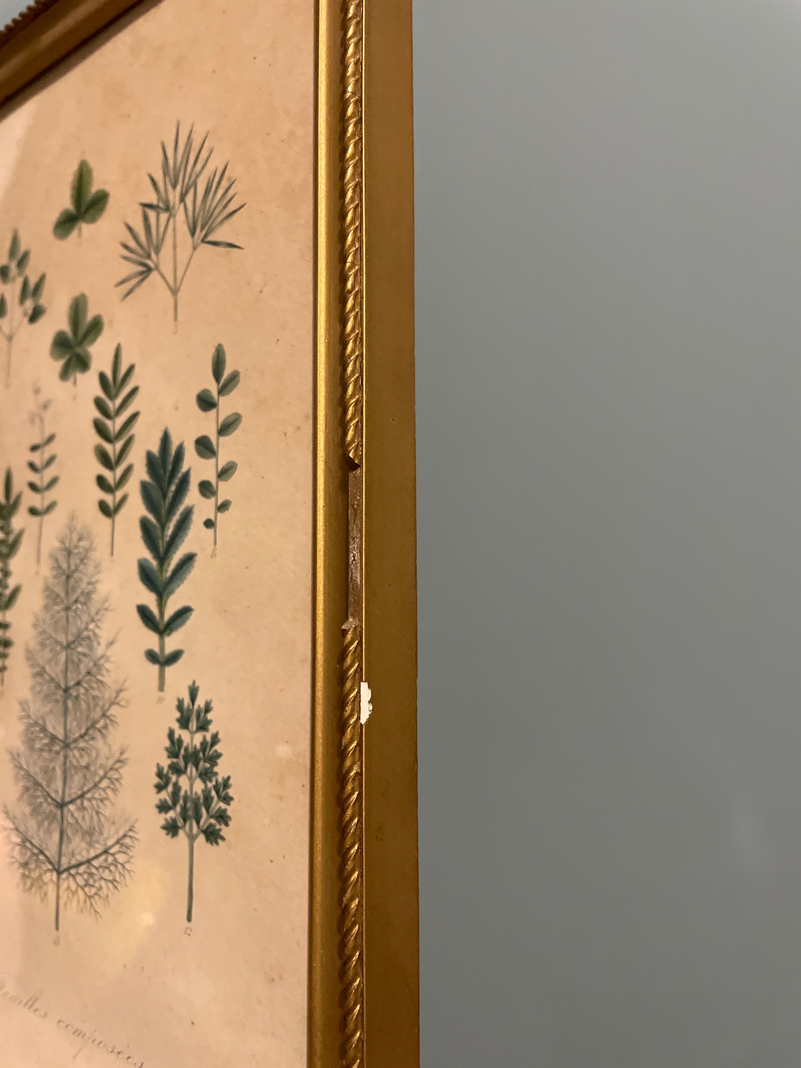 Gravure de botanique XIXème, type herbier