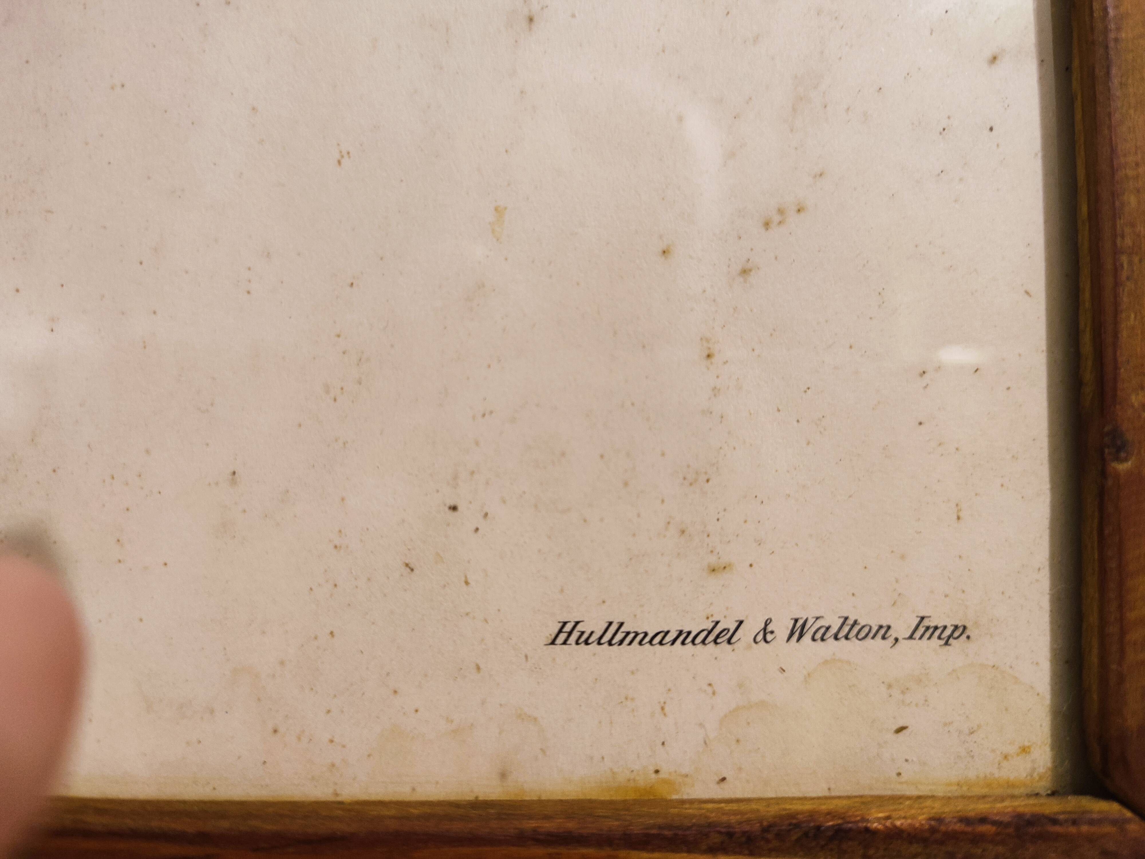 Gould lithograph enhanced hand hummingbird