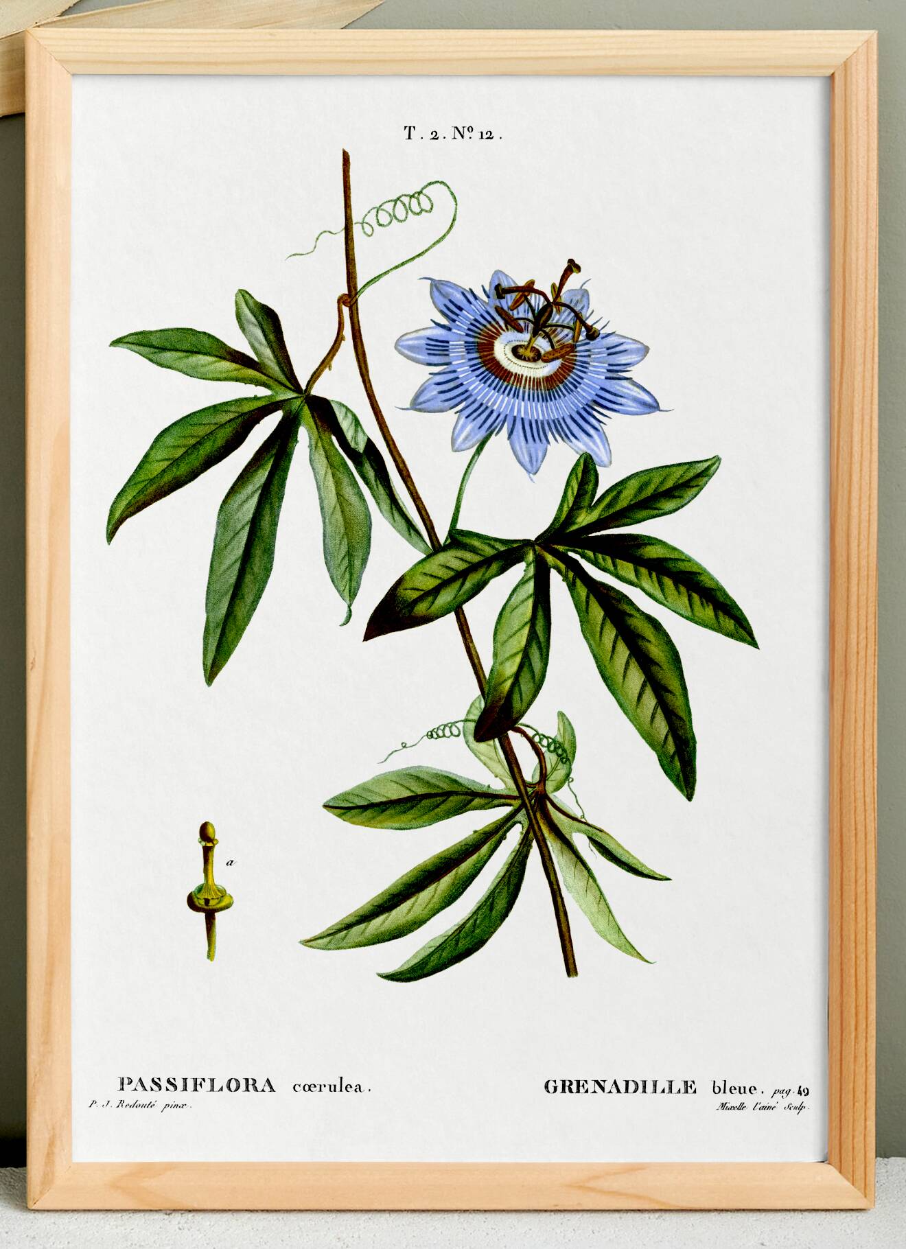 Botanical poster of Blue Passionflower, after an old engraving