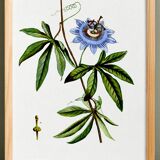 Botanical poster of Blue Passionflower, after an old engraving