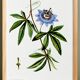 Affiche botanique sur Passiflore bleue, d’après une gravure ancienne