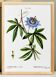 Affiche botanique sur Passiflore bleue, d’après une gravure ancienne