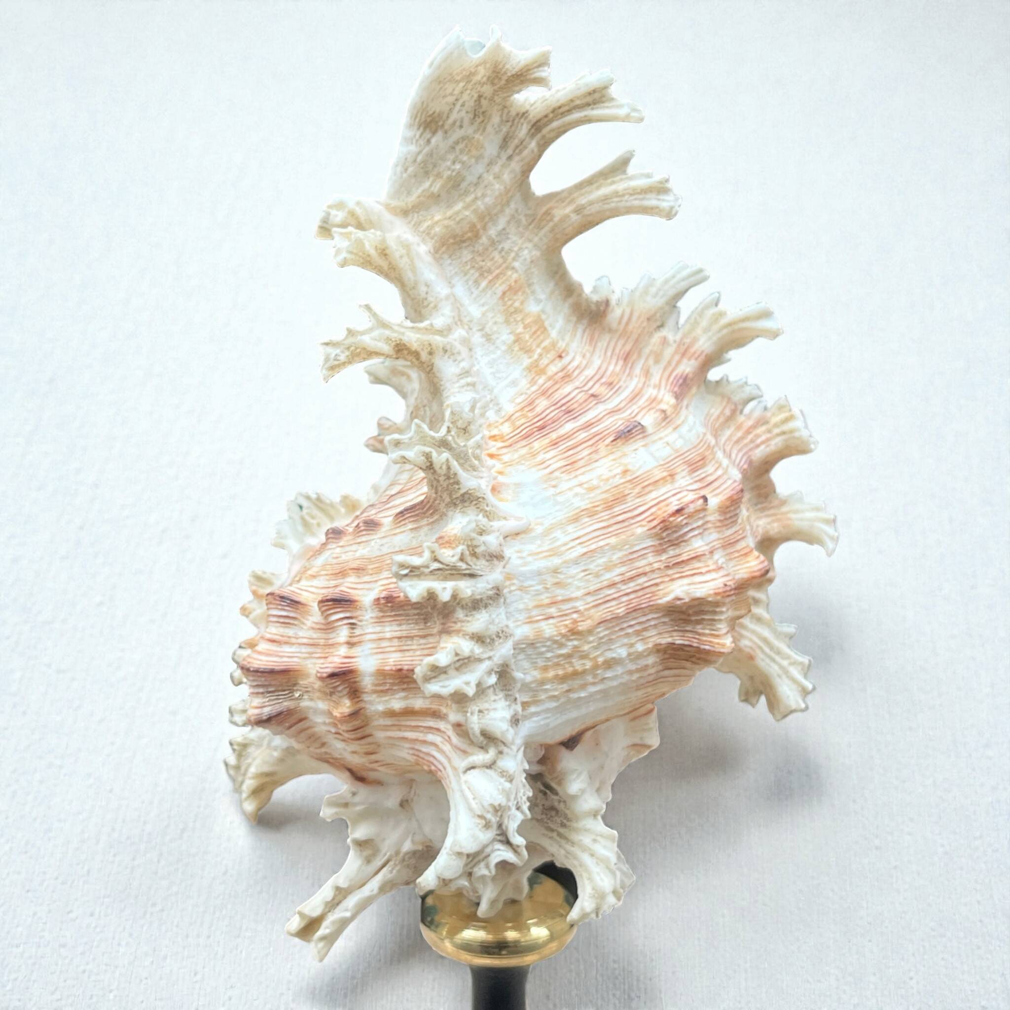 Murex shell on a turned blackened wooden base, 19th century.