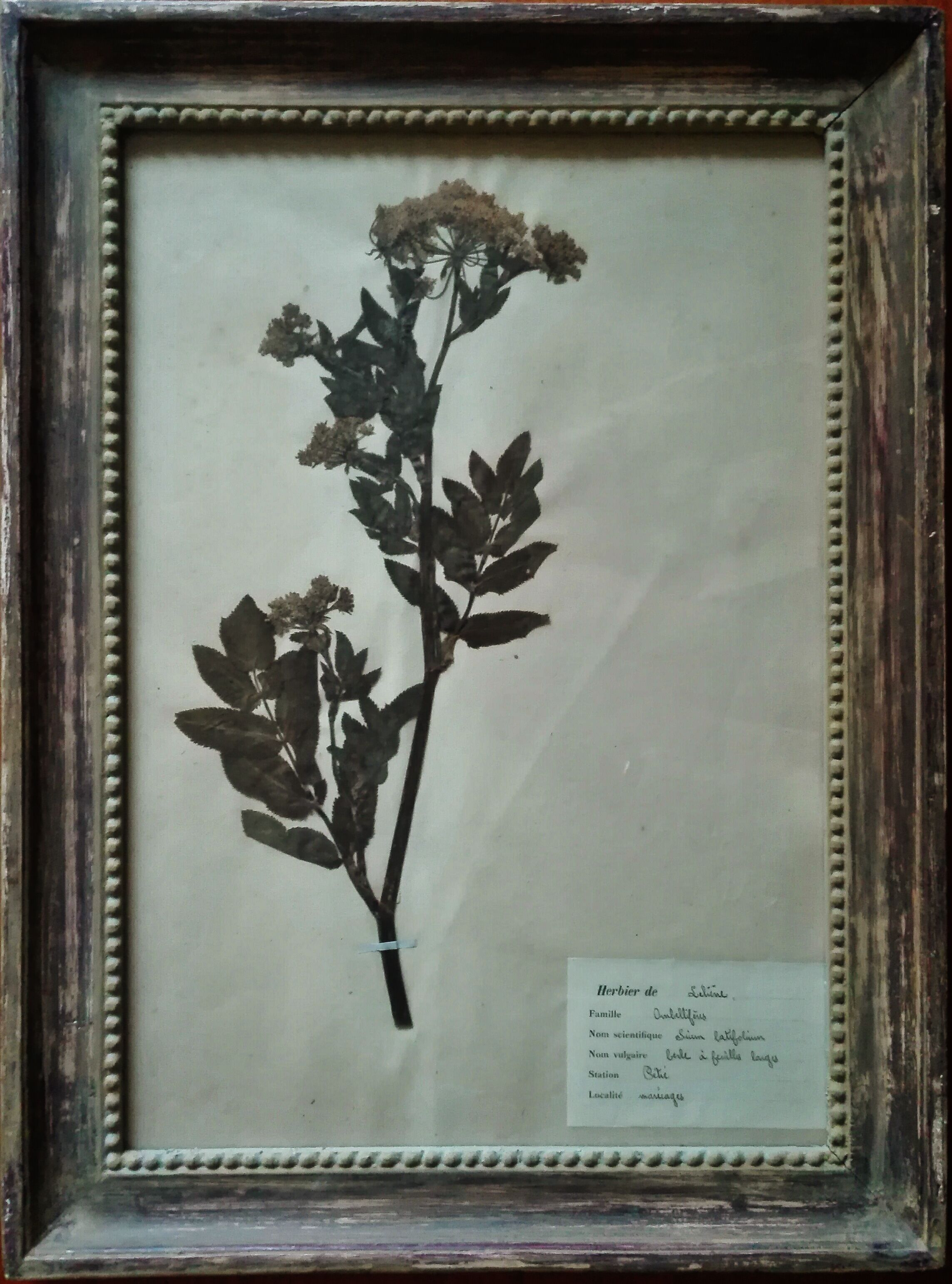 Lot de 8 planches herbier