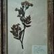 Lot de 8 planches herbier