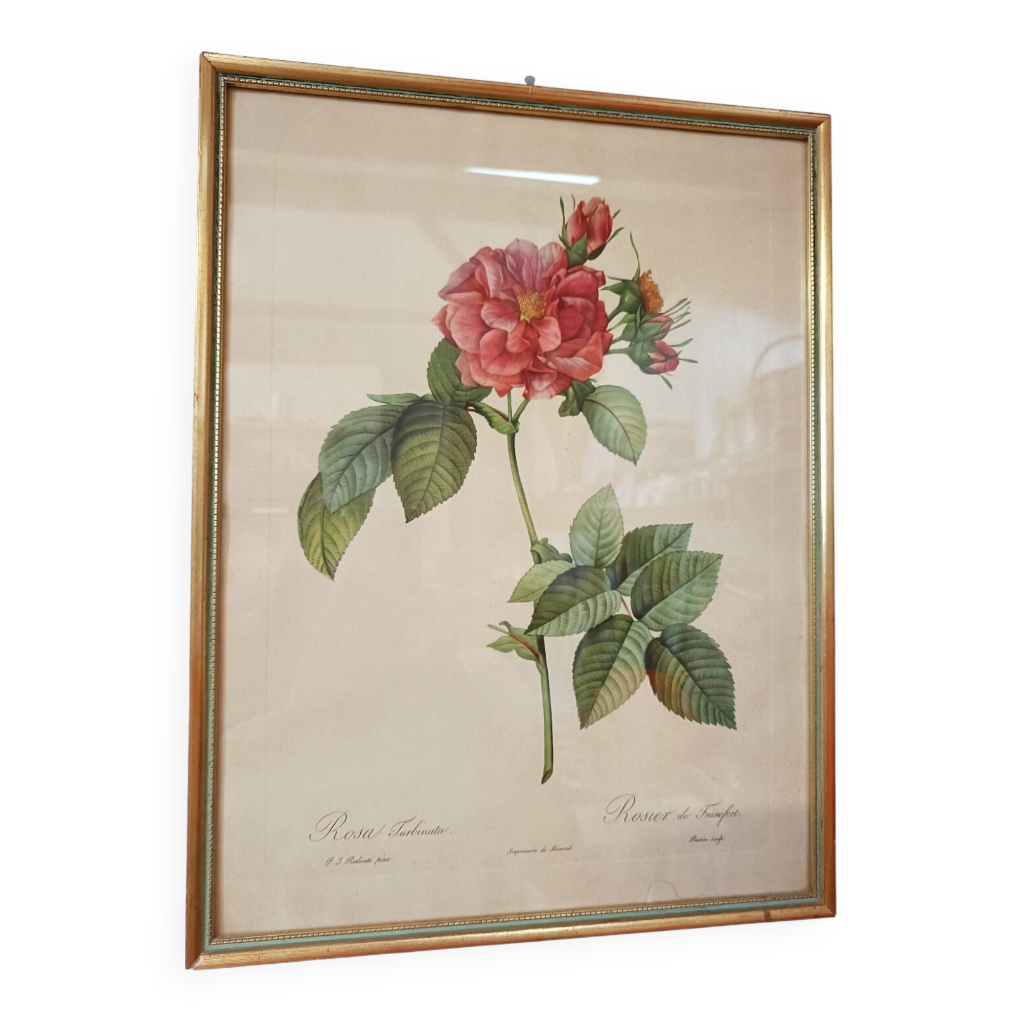 Lithograph PJ Redoute old pink