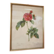 Lithograph PJ Redoute old pink