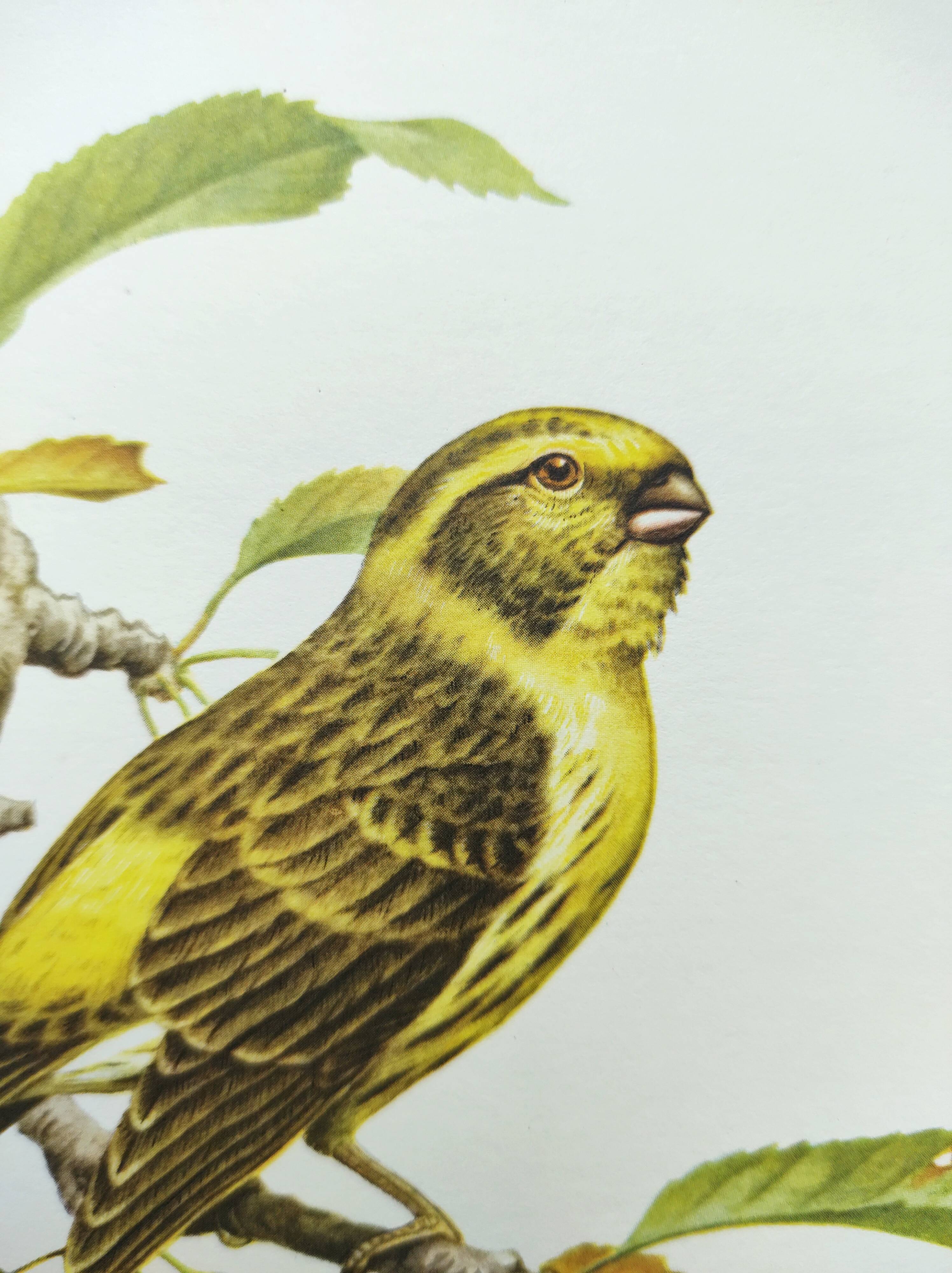 Bird board 1960s - Serin Cini - Vintage zoological and ornithological illustration