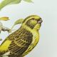 Bird board 1960s - Serin Cini - Vintage zoological and ornithological illustration