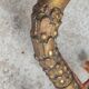 Pair of old bronze sconces