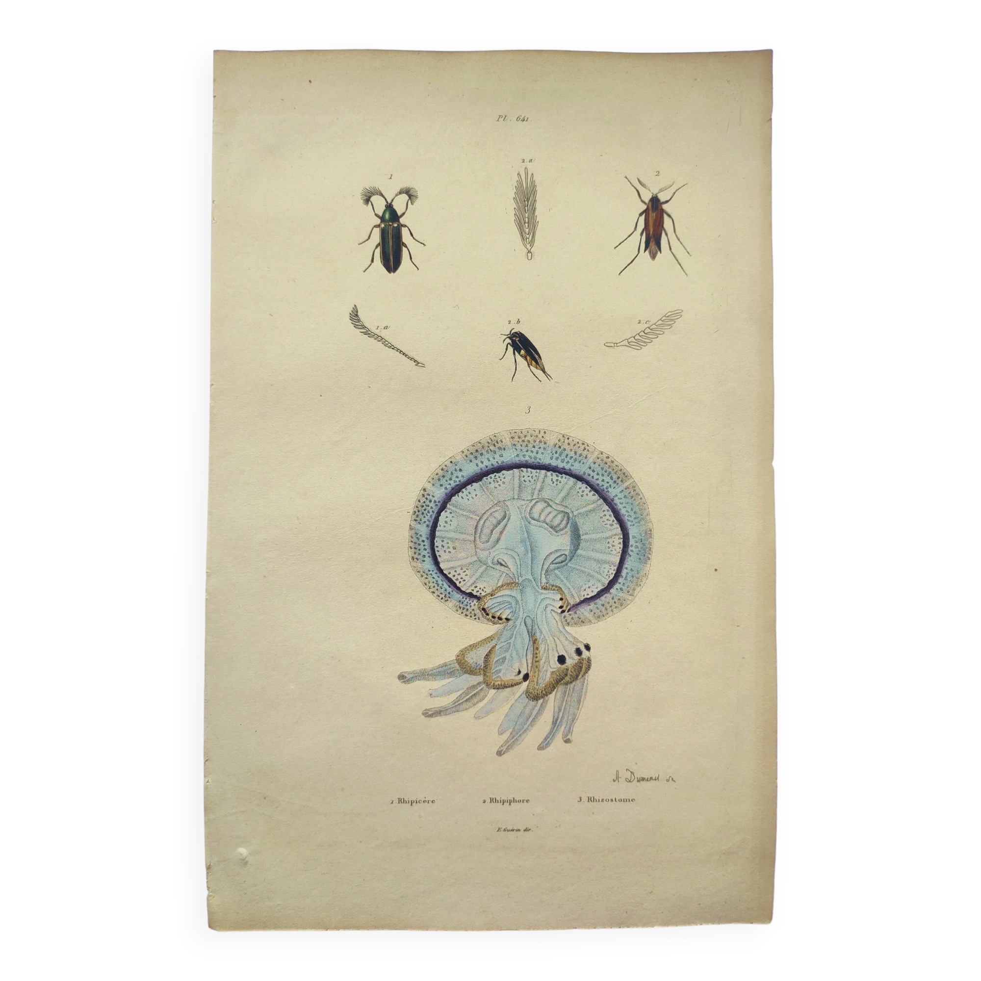 Old engraving from 1838 - Rhizostome jellyfish - Zoological hand-colored plate by Dumenil