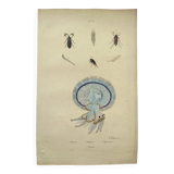 Gravure ancienne de 1838 -Méduse rhizostome- Planche coloriée à la main zoologique de Dumenil
