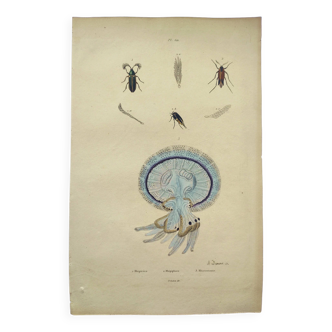 Old engraving from 1838 - Rhizostome jellyfish - Zoological hand-colored plate by Dumenil