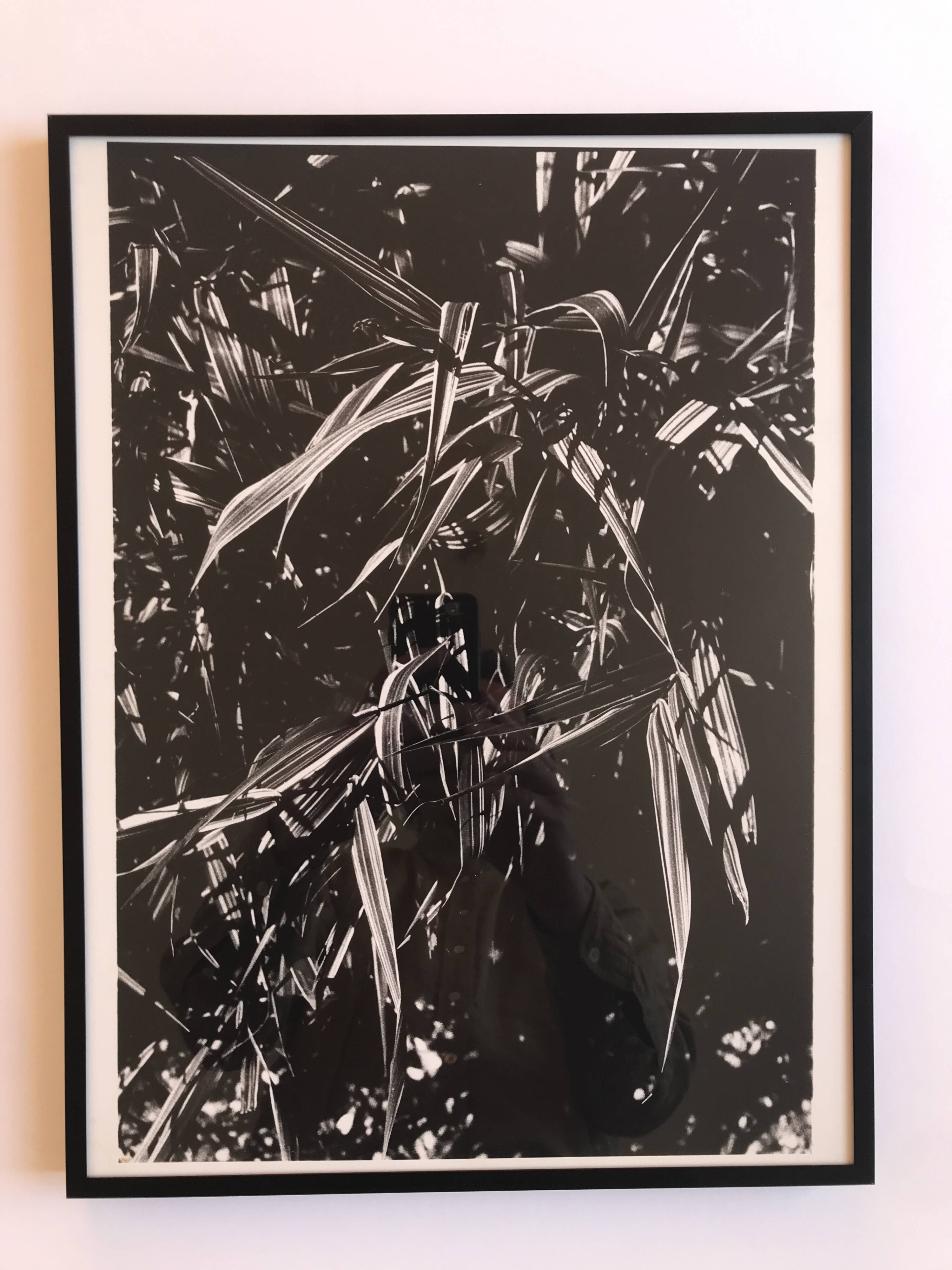 Rosine NUSIMOVICI, Untitled (Poacea I), 1980. Black and white silver print